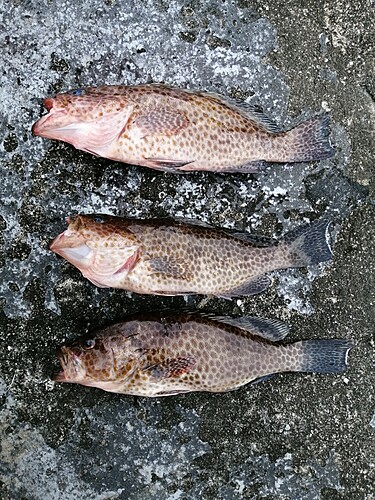 オオモンハタの釣果