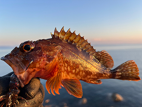 カサゴの釣果