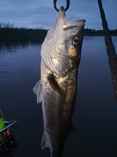 スズキの釣果