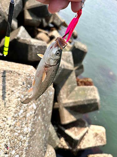 ウグイの釣果