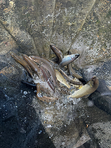 アユの釣果