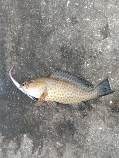 オオモンハタの釣果