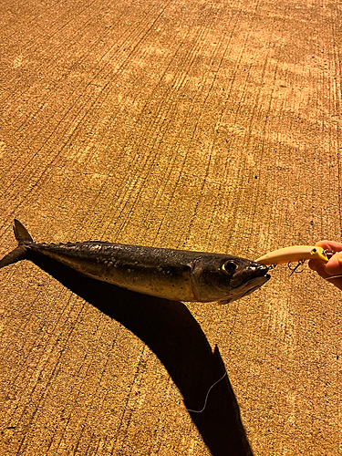 サバの釣果