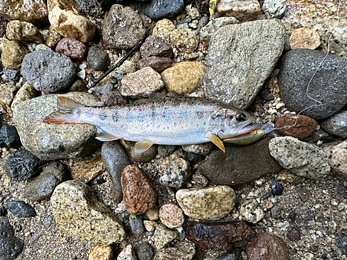 アマゴの釣果