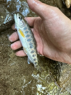 アマゴの釣果