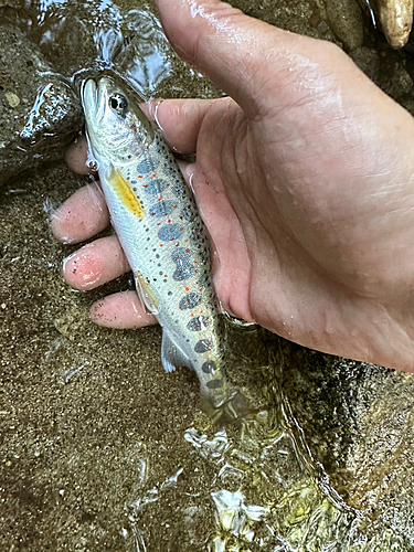 アマゴの釣果