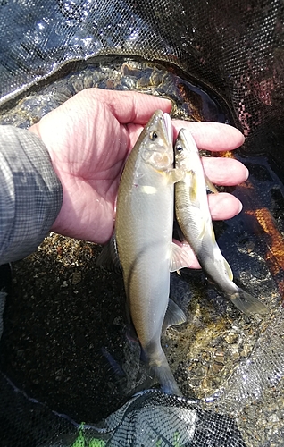 アユの釣果