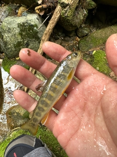 イワナの釣果