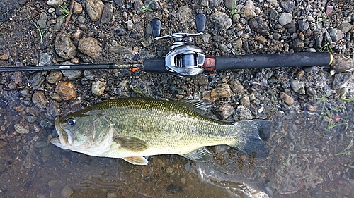 ラージマウスバスの釣果