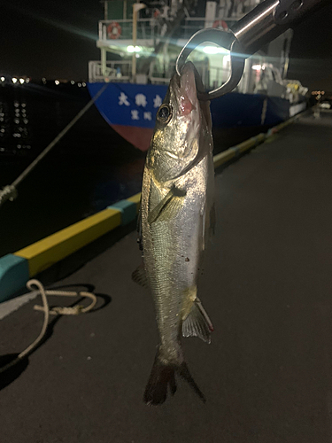 セイゴ（マルスズキ）の釣果