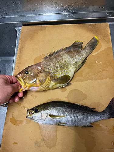 アオハタの釣果