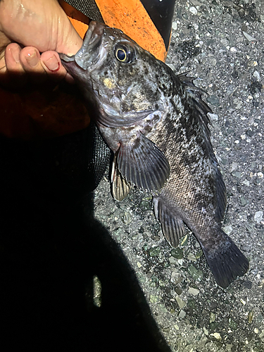 クロソイの釣果