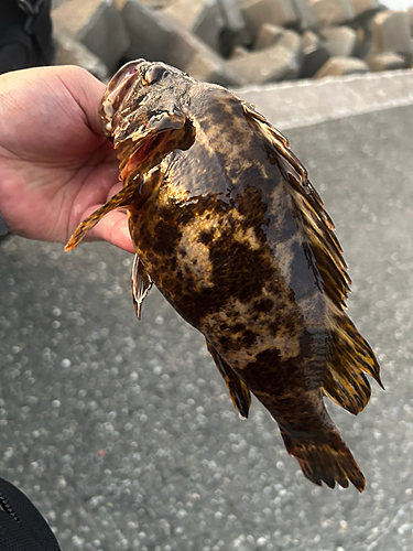 タケノコメバルの釣果