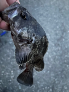 ムラソイの釣果