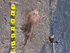 サカタザメの釣果