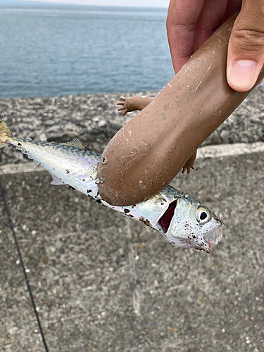 サバの釣果