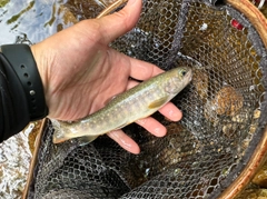 イワナの釣果