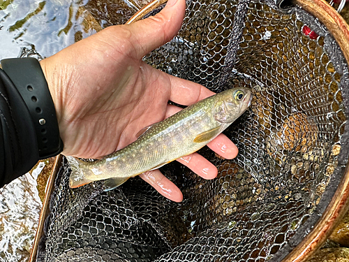 イワナの釣果