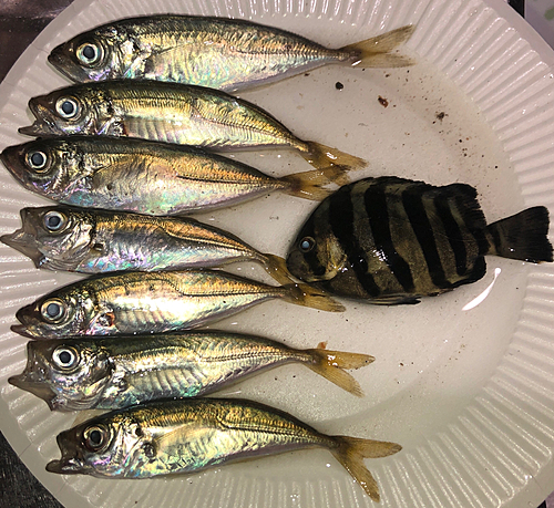 アジの釣果