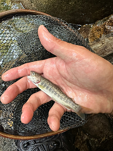 イワナの釣果