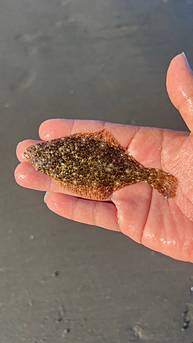 ソゲの釣果