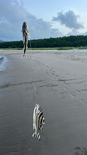 コトヒキの釣果