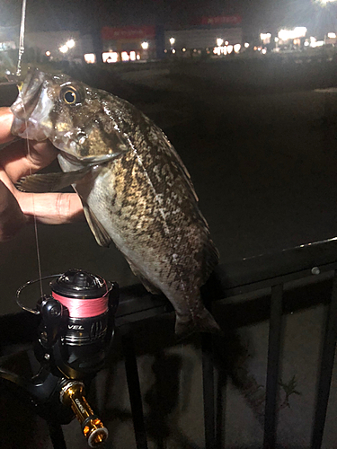 クロソイの釣果