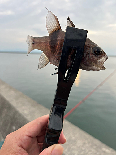 ネンブツダイの釣果