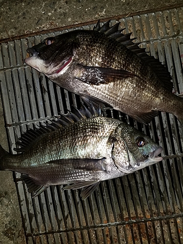 チヌの釣果