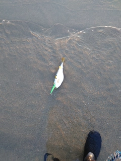 クサフグの釣果