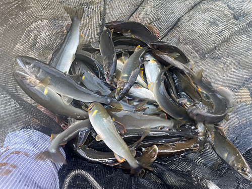 アユの釣果