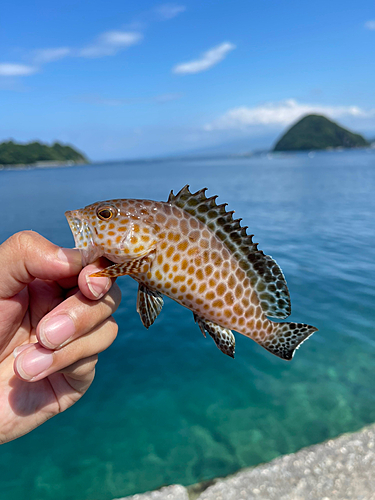 オオモンハタの釣果