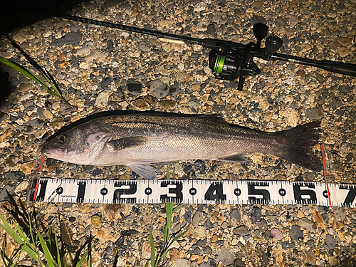 シーバスの釣果