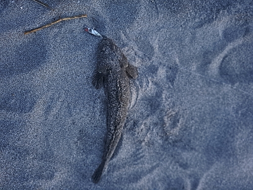 コチの釣果