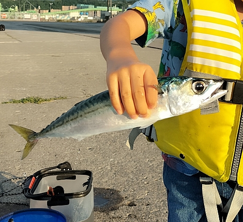 サバの釣果