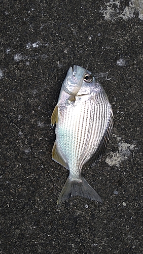 チダイの釣果