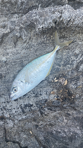 シマアジの釣果