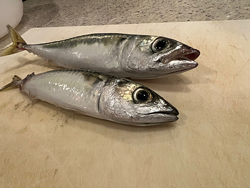 サバの釣果