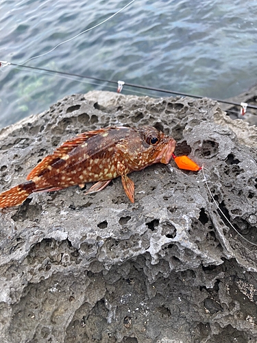 カサゴの釣果