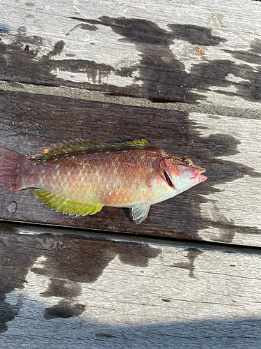 ベラの釣果