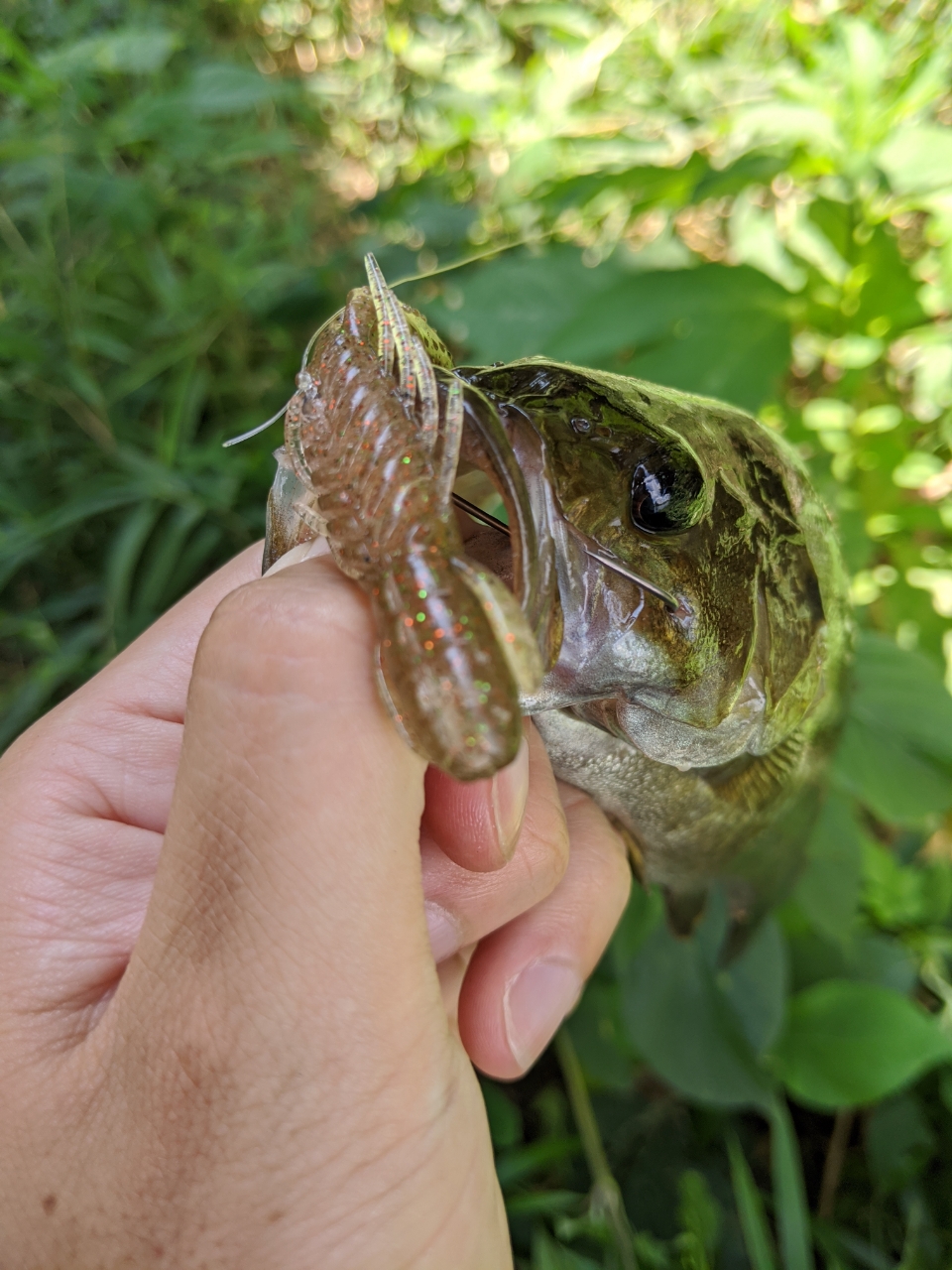 スモールマウスバス