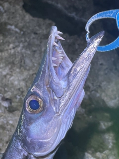 オオメカマスの釣果