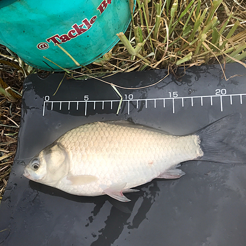 ヘラブナの釣果