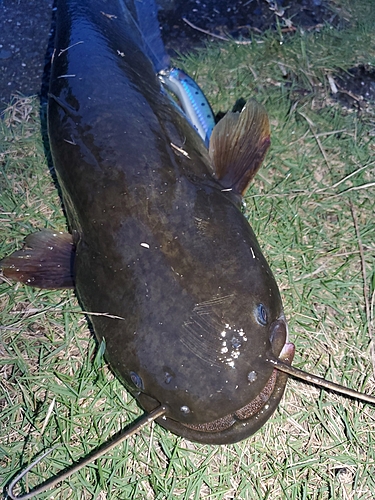 ナマズの釣果