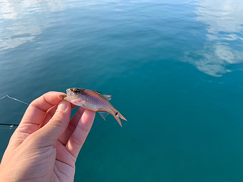 ネンブツダイの釣果