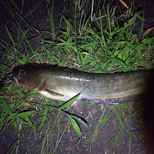 マナマズの釣果