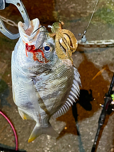 キビレの釣果