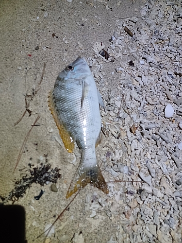 ハマフエフキの釣果