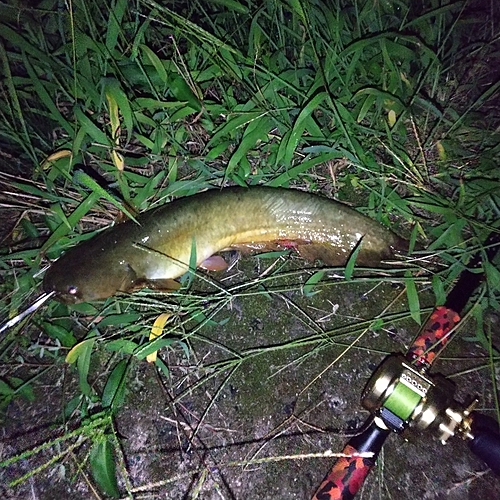 マナマズの釣果