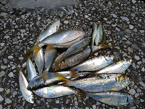 コノシロの釣果